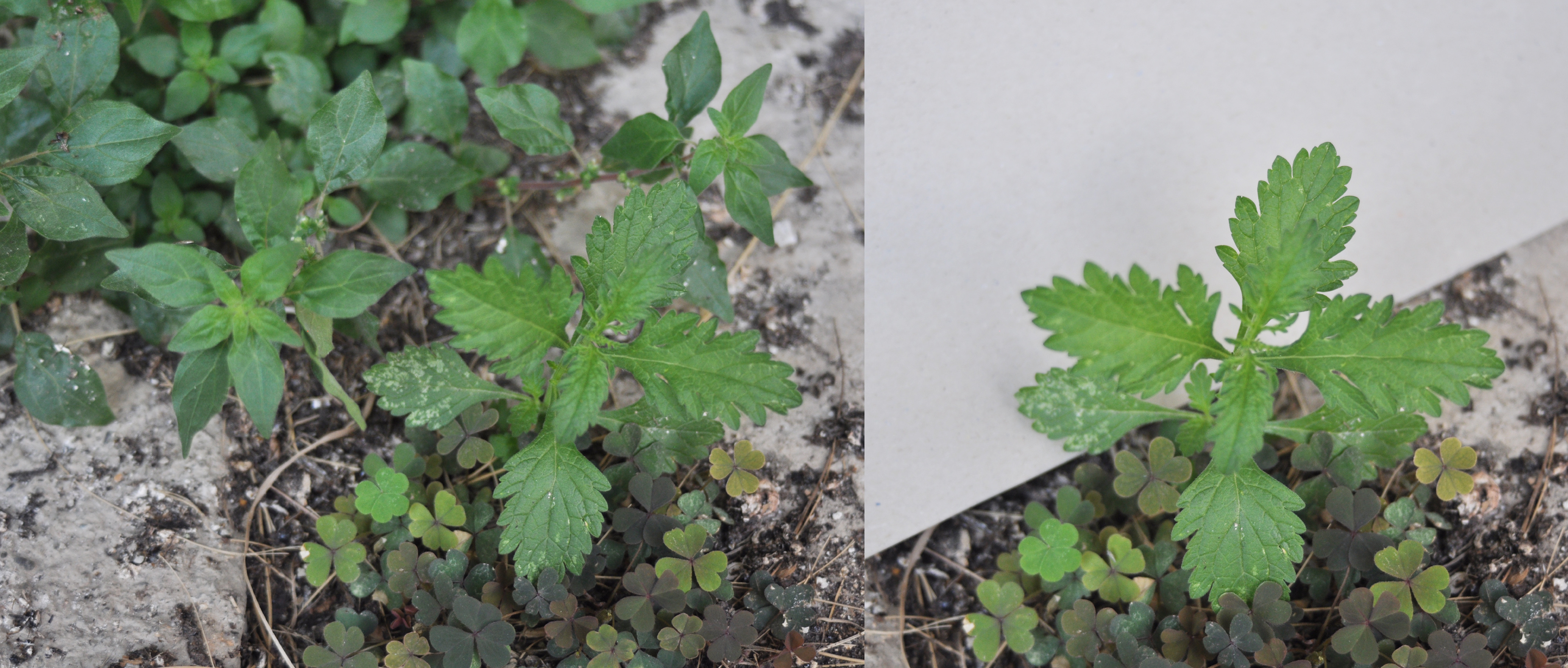 VERBENA OFFICINALIS - erba sacra